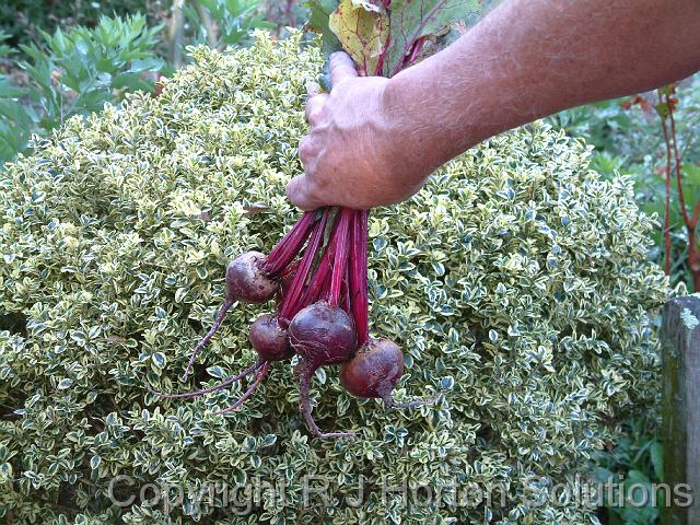 Beetroot hand_2